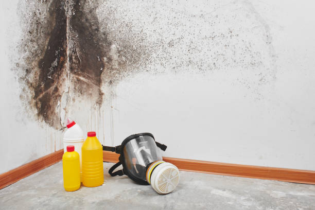 Professional Mold Removal in Williamsburg, PA