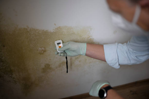 Certified Mold Removal in Williamsburg, PA