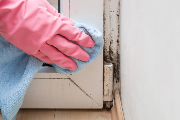 Best Certified Mold Removal  in Williamsburg, PA