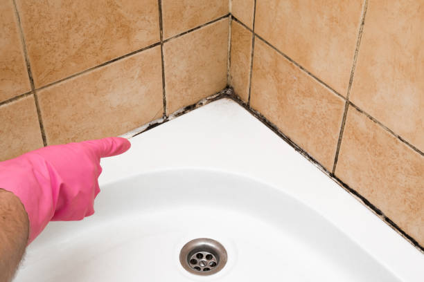 Best Residential Mold Removal  in Williamsburg, PA
