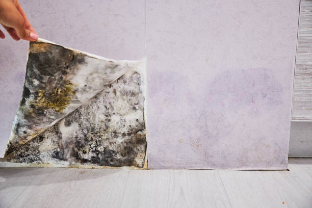 Best Office Mold Removal Services  in Williamsburg, PA